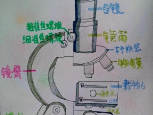 在生物课上，老师亲自为我们展示了一个奇妙的微观世界