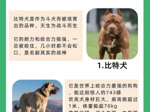 狗狗猛涨精肉狗大壮市场占有率、狗狗猛涨精肉狗大壮市场占有率惊人