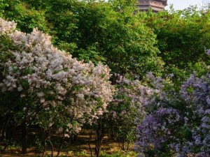 丁香花大型社区,在丁香花大型社区，你将体验到什么样的美好生活？