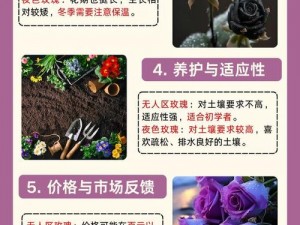 无人区玫瑰与夜色玫瑰有何区别？如何区分无人区玫瑰与夜色玫瑰？无人区玫瑰和夜色玫瑰怎么辨别？