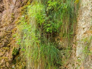 冰原守卫者中青苔的奥秘：青苔的生态功能与效用详解