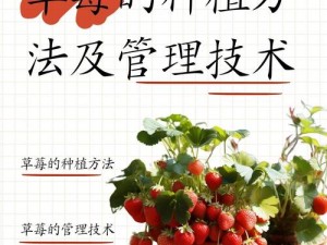 京门风月：全面种菜攻略指南，从入门到精通的种植技巧与秘籍分享