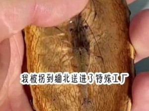 活体肉莲图片照片博物馆大全—活体肉莲图片照片博物馆大全：揭秘神秘的肉莲世界