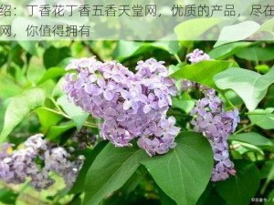 介绍：丁香花丁香五香天堂网，优质的产品，尽在天堂网，你值得拥有