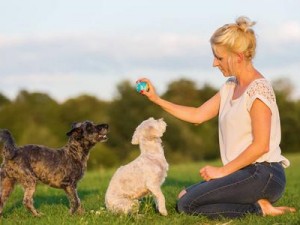 狗和人杂交产品——人类与犬类的奇妙结合