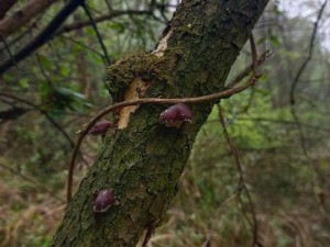 老妇槡 BBBB 槡 BBBB 槡——口感鲜美、营养丰富的野生菌