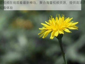 野花视频在线观看最新神马，聚合海量视频资源，提供高清流畅的观看体验