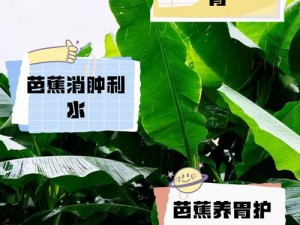 伊人在香蕉林，为何还被蚊虫叮咬？有何解决办法？