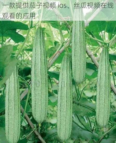 一款提供茄子视频 ios、丝瓜视频在线观看的应用