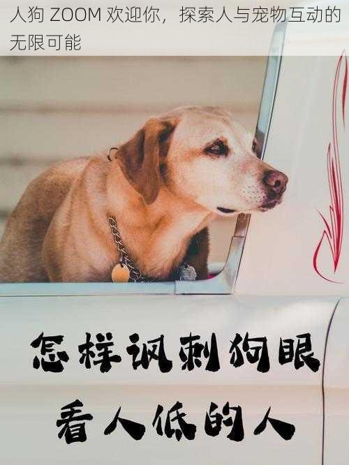 人狗 ZOOM 欢迎你,探索人与宠物互动的无限可能