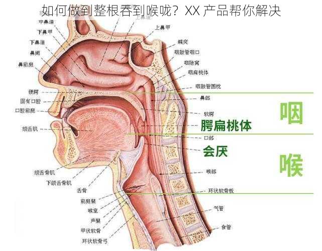 如何做到整根吞到喉咙？XX 产品帮你解决