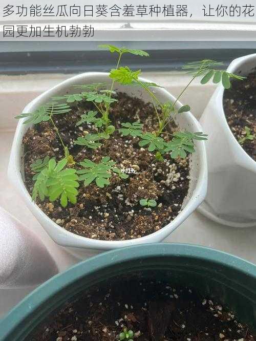 多功能丝瓜向日葵含羞草种植器，让你的花园更加生机勃勃