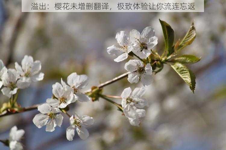 溢出：樱花未增删翻译，极致体验让你流连忘返