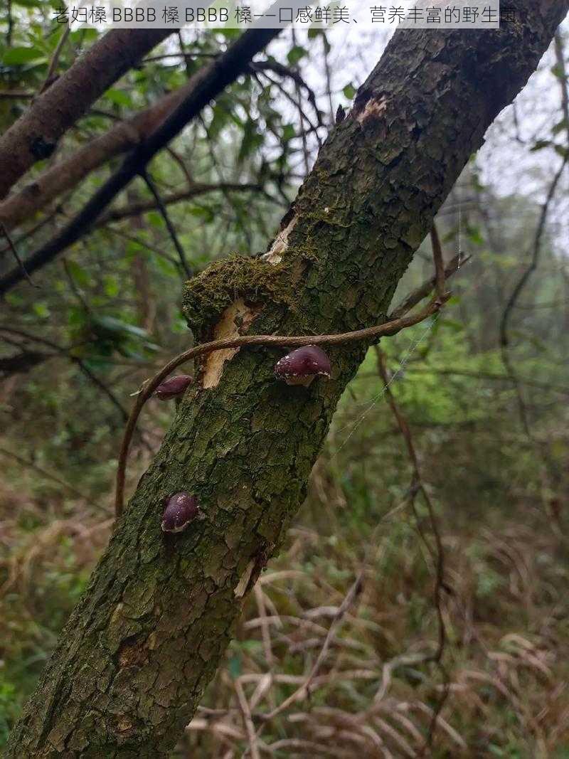 老妇槡 BBBB 槡 BBBB 槡——口感鲜美、营养丰富的野生菌