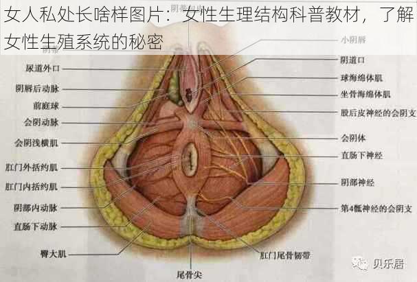 女人私处长啥样图片：女性生理结构科普教材，了解女性生殖系统的秘密