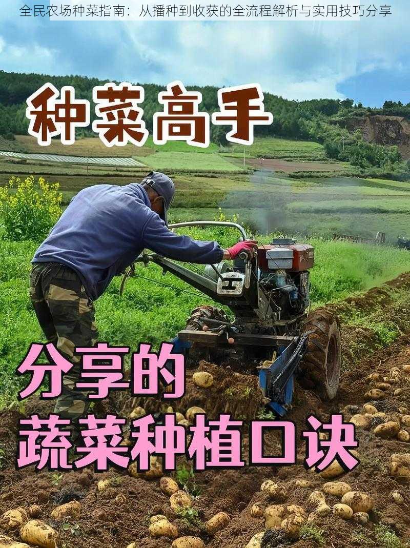 全民农场种菜指南：从播种到收获的全流程解析与实用技巧分享