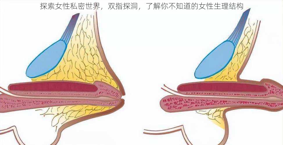 探索女性私密世界，双指探洞，了解你不知道的女性生理结构