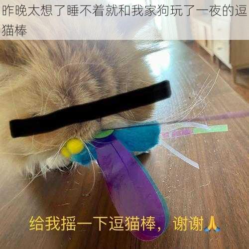 昨晚太想了睡不着就和我家狗玩了一夜的逗猫棒