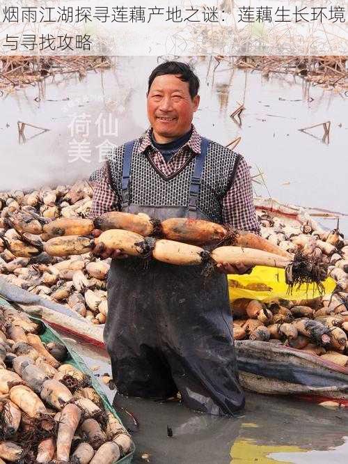 烟雨江湖探寻莲藕产地之谜：莲藕生长环境与寻找攻略