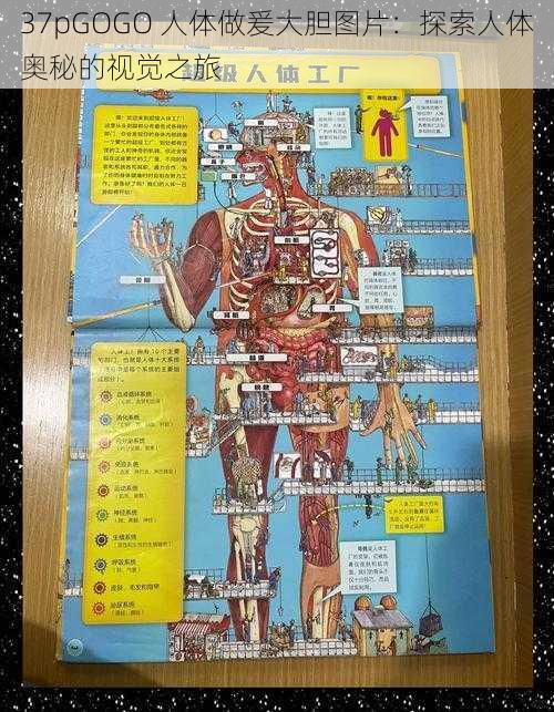 37pGOGO 人体做爰大胆图片：探索人体奥秘的视觉之旅