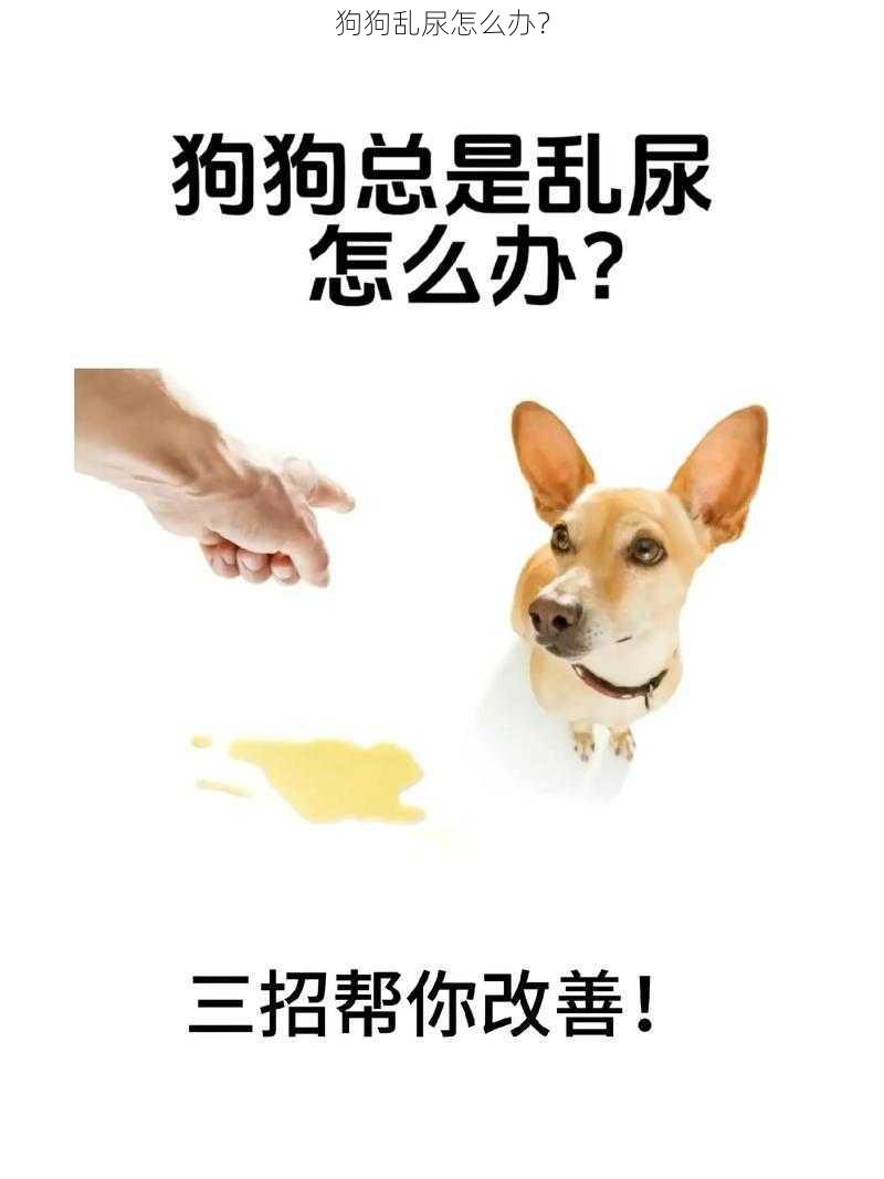 狗狗乱尿怎么办？