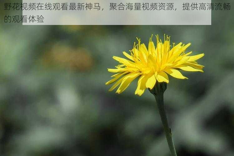 野花视频在线观看最新神马，聚合海量视频资源，提供高清流畅的观看体验