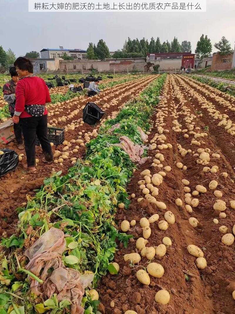 耕耘大婶的肥沃的土地上长出的优质农产品是什么