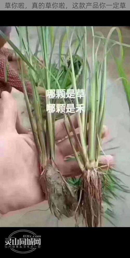 草你啦，真的草你啦，这款产品你一定草