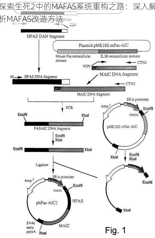 探索生死2中的MAFAS系统重构之路：深入解析MAFAS改造方法