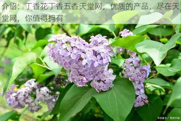 介绍：丁香花丁香五香天堂网，优质的产品，尽在天堂网，你值得拥有