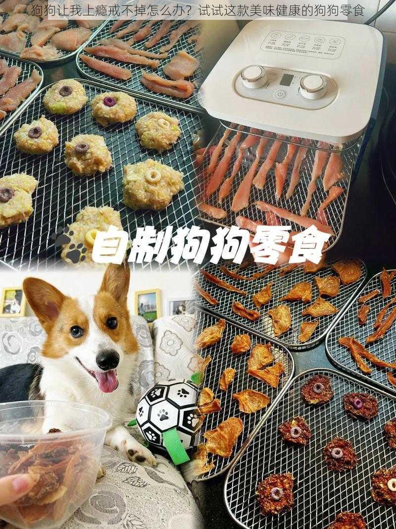 狗狗让我上瘾戒不掉怎么办？试试这款美味健康的狗狗零食