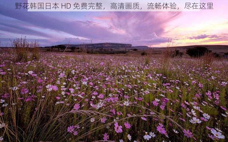 野花韩国日本 HD 免费完整，高清画质，流畅体验，尽在这里