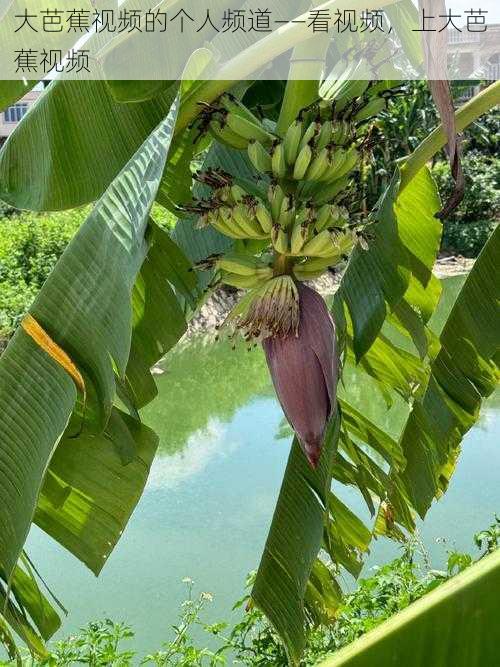 大芭蕉视频的个人频道——看视频，上大芭蕉视频