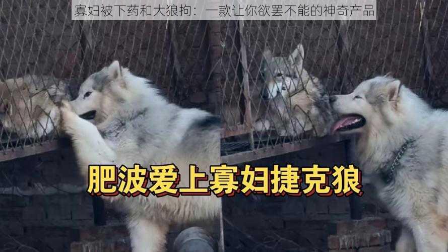 寡妇被下药和大狼拘：一款让你欲罢不能的神奇产品