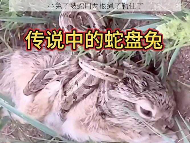 小兔子被蛇用两根绳子勒住了