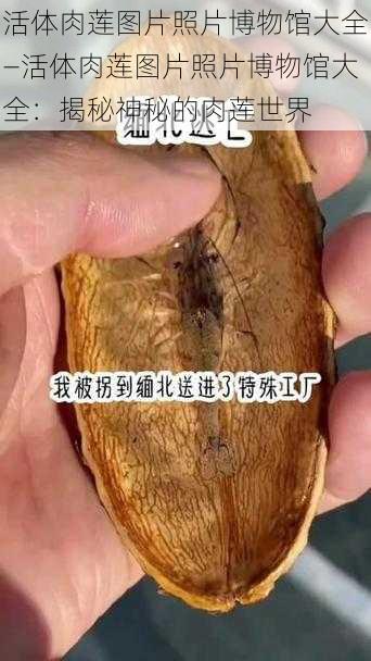 活体肉莲图片照片博物馆大全—活体肉莲图片照片博物馆大全：揭秘神秘的肉莲世界