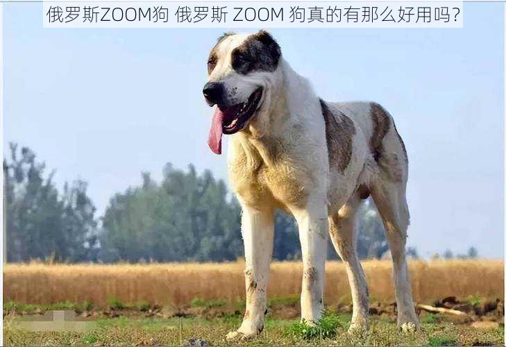 俄罗斯ZOOM狗 俄罗斯 ZOOM 狗真的有那么好用吗？