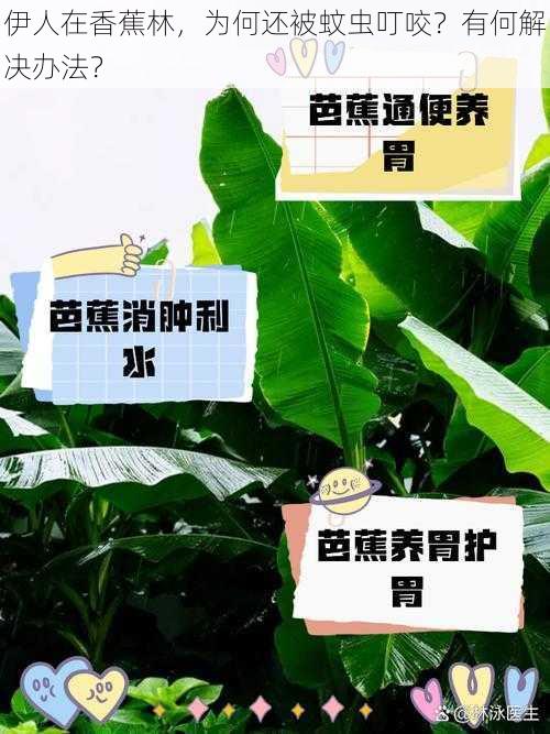 伊人在香蕉林，为何还被蚊虫叮咬？有何解决办法？