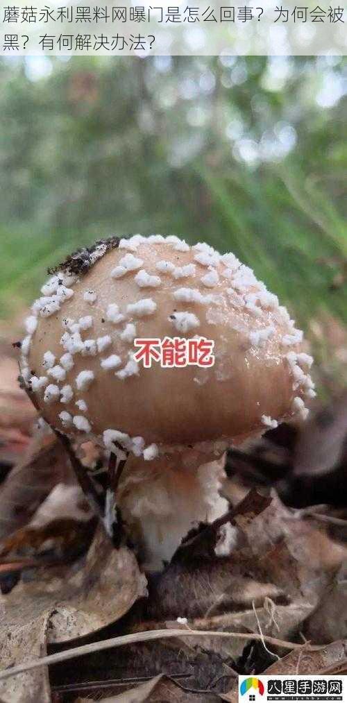 蘑菇永利黑料网曝门是怎么回事？为何会被黑？有何解决办法？