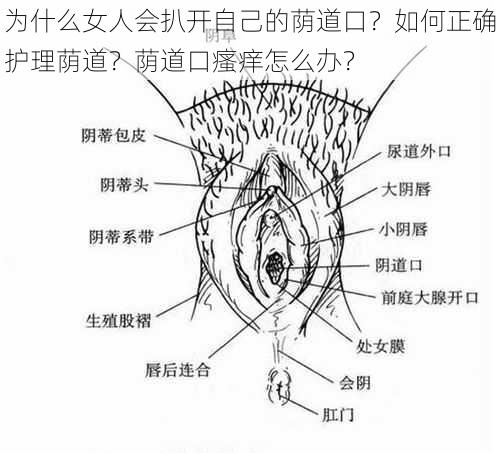 为什么女人会扒开自己的荫道口？如何正确护理荫道？荫道口瘙痒怎么办？