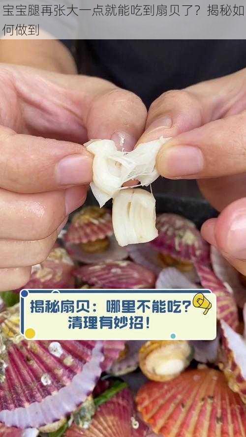 宝宝腿再张大一点就能吃到扇贝了？揭秘如何做到